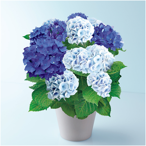 【母の日】緑海園芸 あじさい「2色植え」（SUSTEE付）【480668】 商品サムネイル