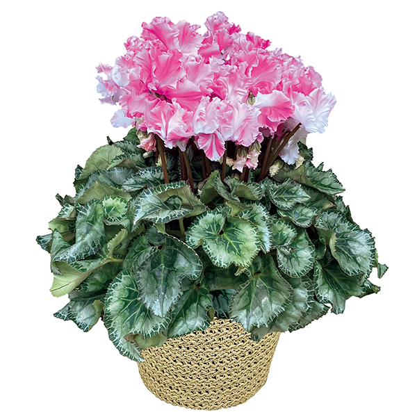 ☆【早得】愛花園 シクラメン「キャンディケ―ン」（SUStee付） 【129040】 商品サムネイル