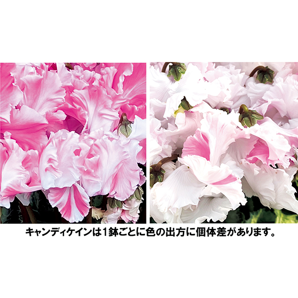 ☆【早得】愛花園 シクラメン「キャンディケ―ン」(SUStee付) 【129040】 商品画像(1)