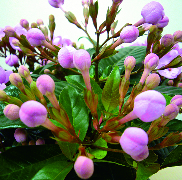 ◇【早得】登坂園芸 におい桜「COCO」(SUStee付) 【154514】 商品画像(1)