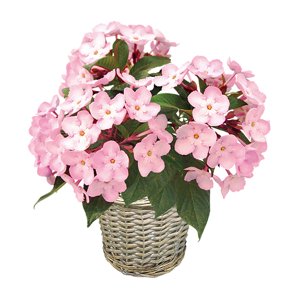 ◇【早得】登坂園芸 におい桜「COCO」(SUStee付) 【154514】 商品画像(2)