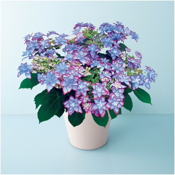 【母の日】宮崎園芸 あじさい「ひなまつり」ブルー（SUSTEE付）【485113】 商品サムネイル