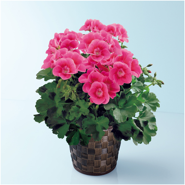 【母の日】多田園芸 ゼラニューム「プリティリトルピンク」（SUSTEE付）【480695】 商品サムネイル