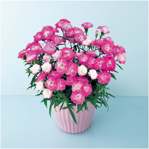 【母の日】矢祭園芸 カーネーション「マジカルチュチュ」（SUSTEE付）【485061】 商品サムネイル