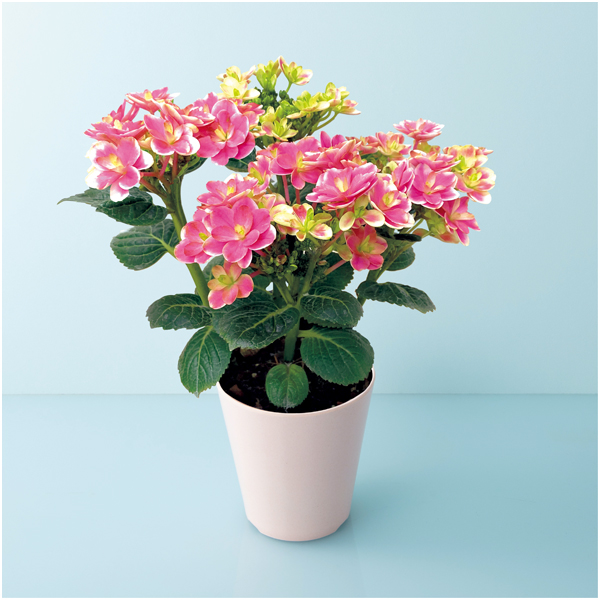 【母の日】宮崎園芸 あじさい「凛」（SUSTEE付）【485122】 商品サムネイル