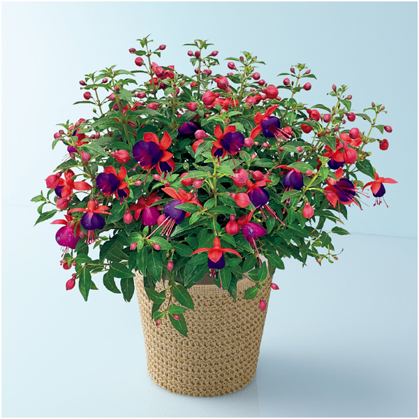 【母の日】田中園芸 フクシア「ジョリーズ・ナンテス」（SUSTEE付）【480710】 商品サムネイル