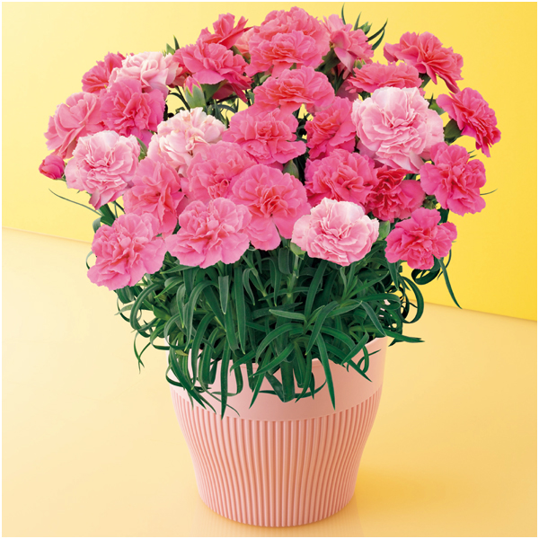 【母の日】矢祭園芸 カーネーション「ひなあられ」（SUSTEE付）【480312】 商品サムネイル