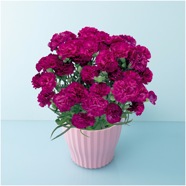 【母の日】矢祭園芸 カーネーション「ムジカ」（SUSTEE付）【485070】 商品サムネイル