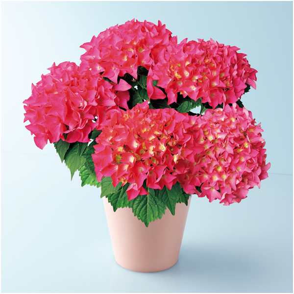 【母の日】 あじさい「パリジェンヌ」（SUSTEE付）【480640】 商品サムネイル