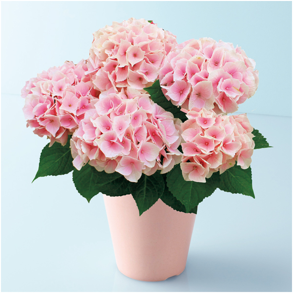 【母の日】宮崎園芸 あじさい「コットンキャンディ」（SUSTEE付）【480659】 商品サムネイル