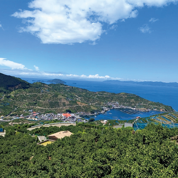 ☆【早得】愛媛県産(JAにしうわ川上共選) 自宅用 風みかん 【144030】 商品画像(1)