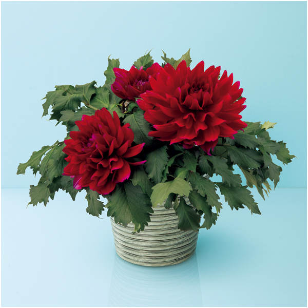 【母の日】華金剛 ダリア「こまち」（SUSTEE付）【484707】 商品サムネイル