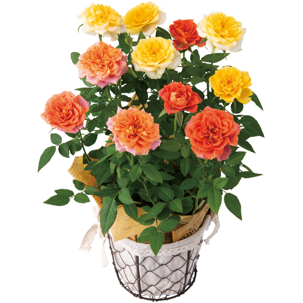 【母の日】新月バラ園 ミニバラ「ルシンドMIX」（SUSTEE付）【484646】 商品サムネイル