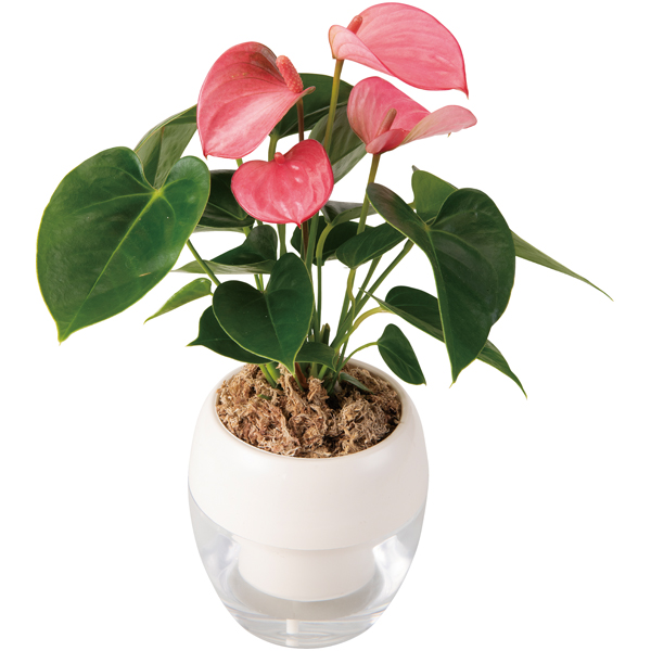 【母の日】 みずてまりんL（アンスリューム）【484716】 商品サムネイル