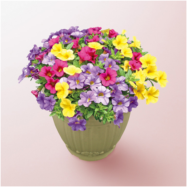 【母の日】ジョルディカワムラ カリブラコアMIX（SUSTEE付）【484664】 商品サムネイル