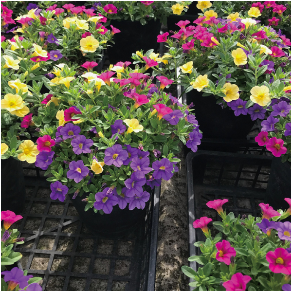 【母の日】ジョルディカワムラ カリブラコアMIX(SUSTEE付)【484664】 商品画像(1)