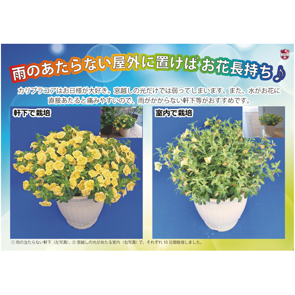 【母の日】ジョルディカワムラ カリブラコアMIX(SUSTEE付)【484664】 商品画像(2)