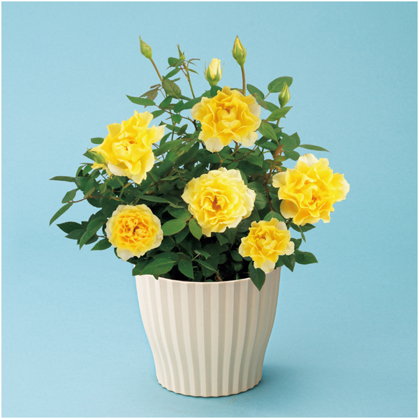 【父の日】 ミニバラ「イエロー」（SUSTEE付）【487218】 商品サムネイル