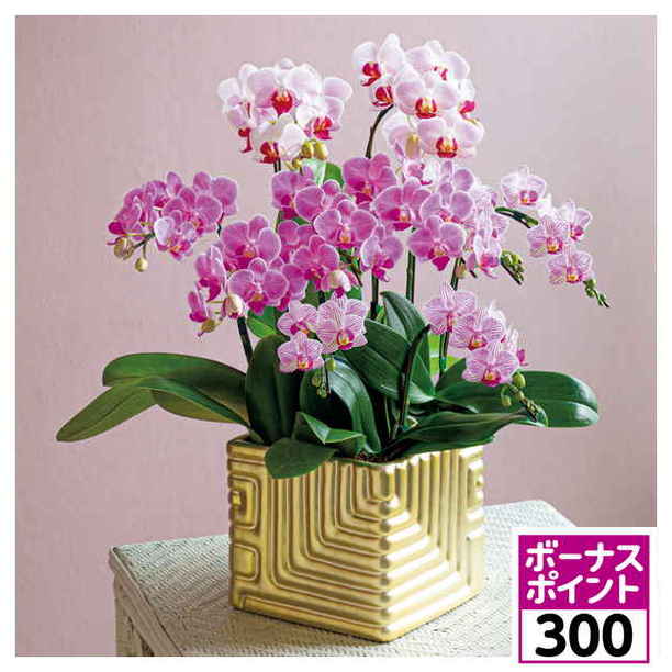 【300ボーナスポイント】【父の日】リーフ 胡蝶蘭10本立（SUSTEE付）【483337】 商品サムネイル