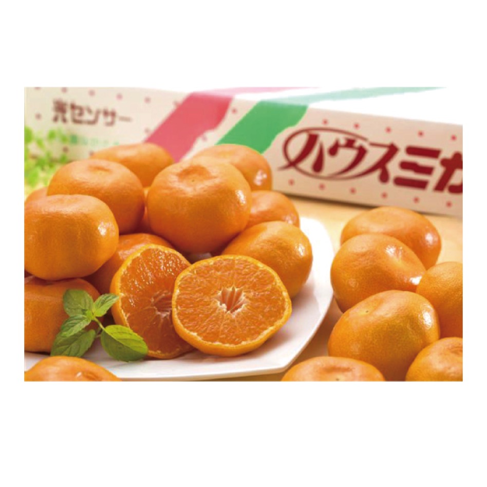 ★[長崎県産]ハウスみかん 1.5kg以上(22～17玉)【426581】 商品サムネイル