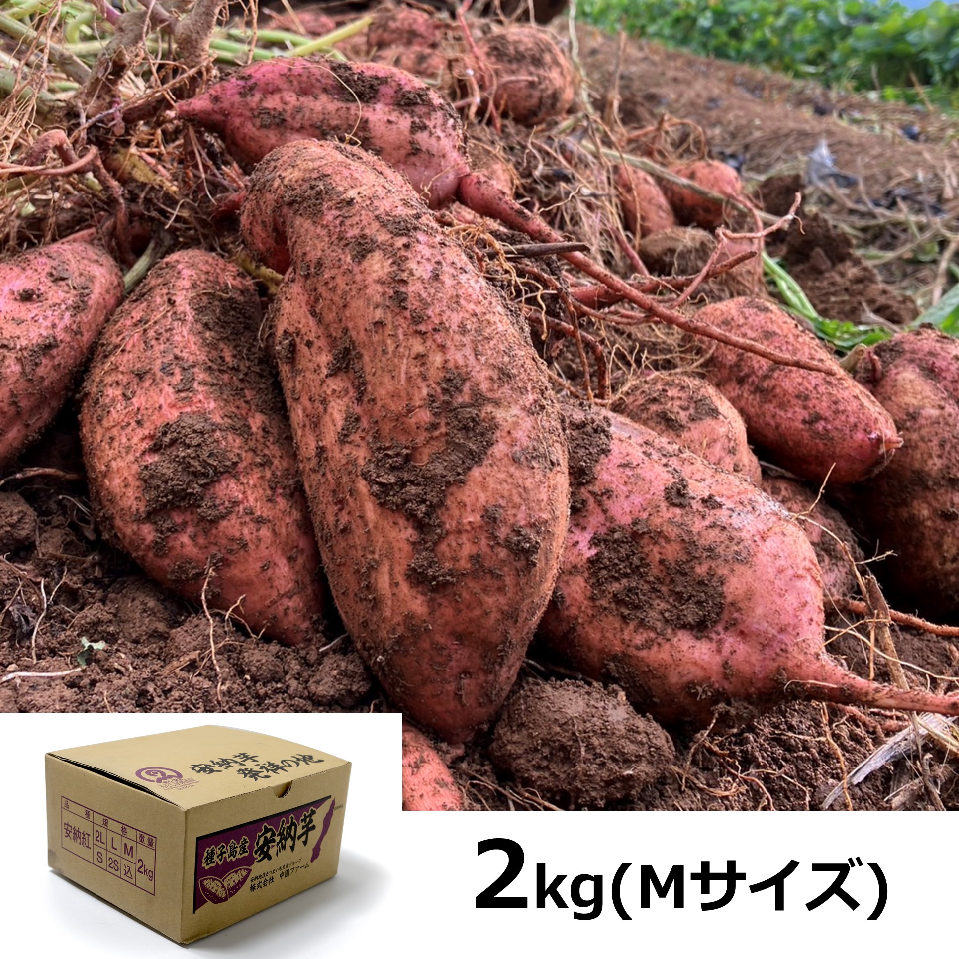 【鹿児島県種子島産】中園ファームの安納芋　Mサイズ　2kg【送料込み】 商品サムネイル