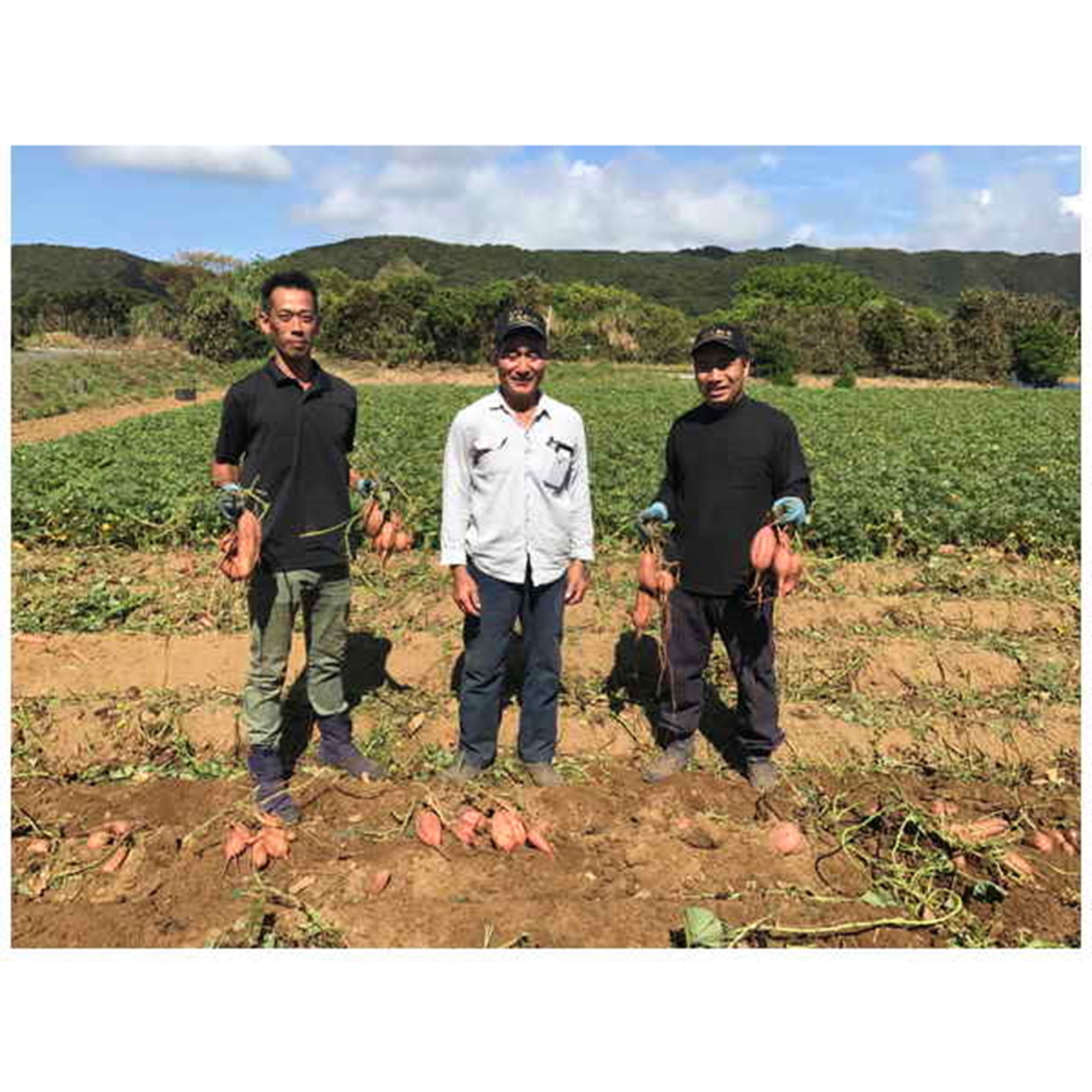 【鹿児島県種子島産】中園ファームの安納芋 Mサイズ 2kg【送料込み】 商品画像(2)