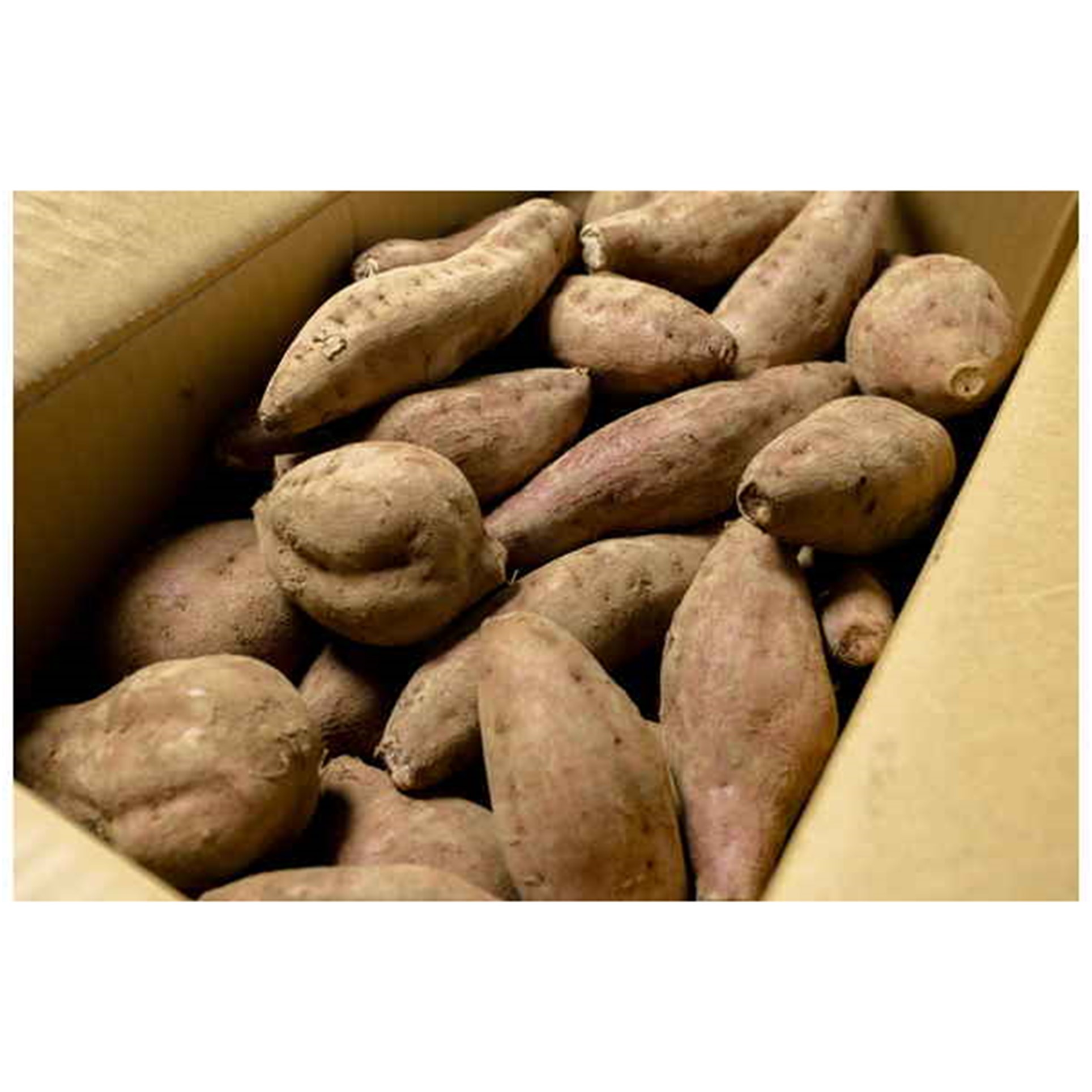 【鹿児島県種子島産】中園ファームの安納芋 LMサイズ 5kg【送料込み】 商品画像(4)