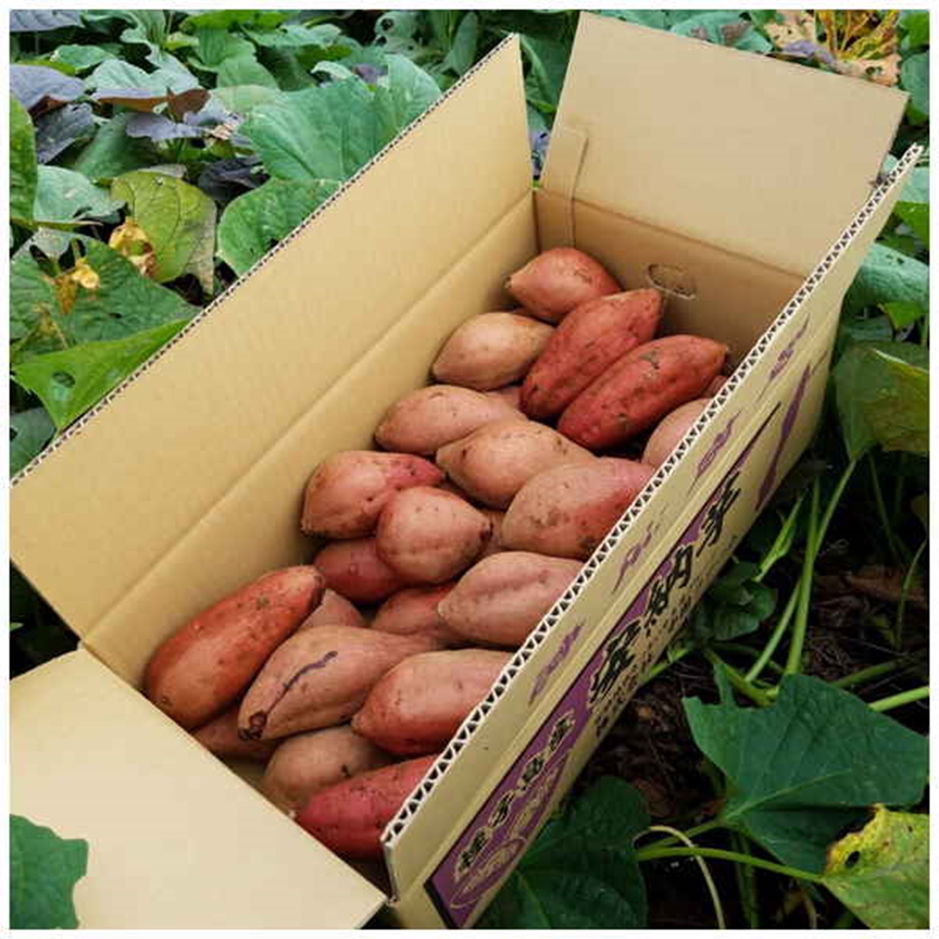 【鹿児島県種子島産】中園ファームの安納芋 LMサイズ 5kg【送料込み】 商品画像(5)