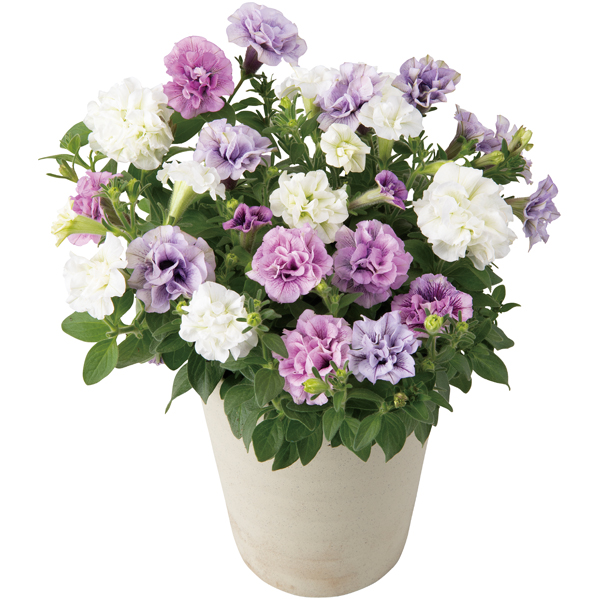 【母の日】 八重咲ペチュニア3色植え（SUSTEE付）【484655】 商品サムネイル