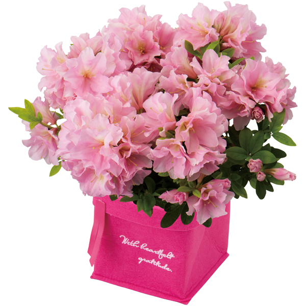 【母の日】新津園芸 つつじ「姫孔雀」（SUSTEE付）【484628】 商品サムネイル