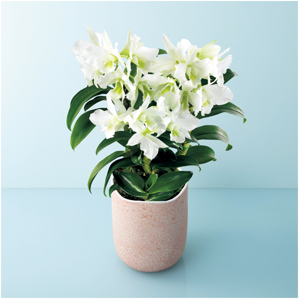 【母の日】サノ・オーキッド デンドロビウム「サマーナイトドリーム」（SUSTEE付）【484594】 商品サムネイル