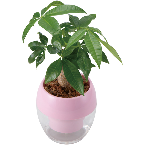 【母の日】GreenWalk みずてまりんL（パキラ）【484734】 商品サムネイル