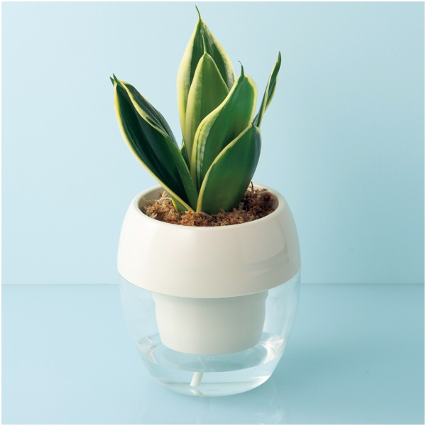 【母の日】GreenWalk みずてまりんL（サンスベリア）【484725】 商品サムネイル