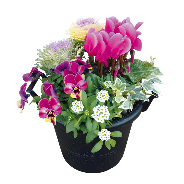 ◇【早得】花の海 冬の寄せ植え「Winter Garden」（SUStee付） 【154505】 商品サムネイル