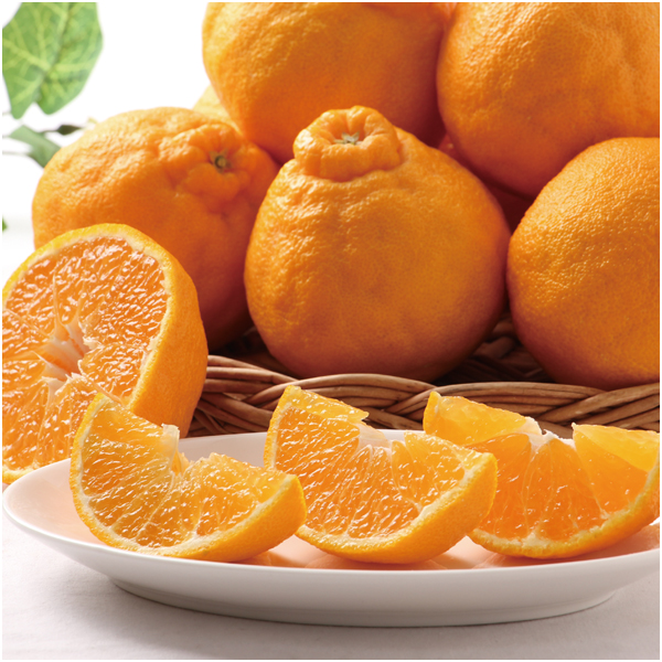 【母の日】熊本県産 デコポン【483832】 商品サムネイル