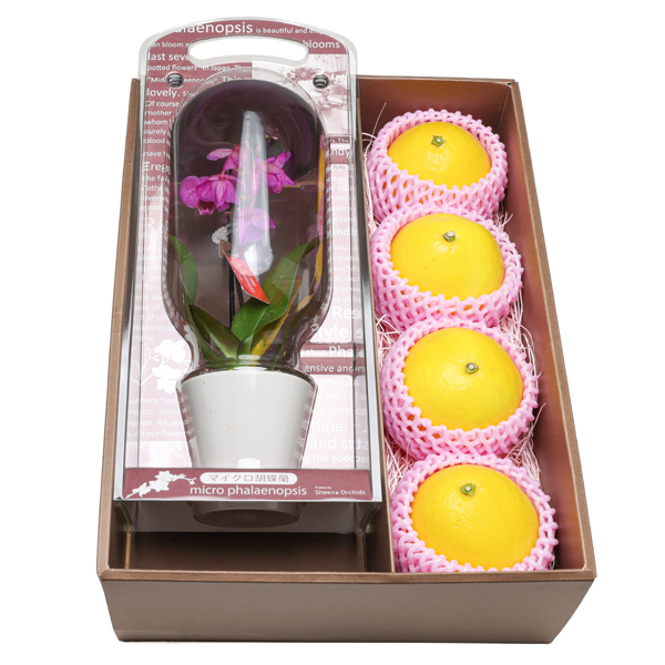 【母の日】高知県産 マイクロ胡蝶蘭と高知県産小夏セット【483896】 商品サムネイル