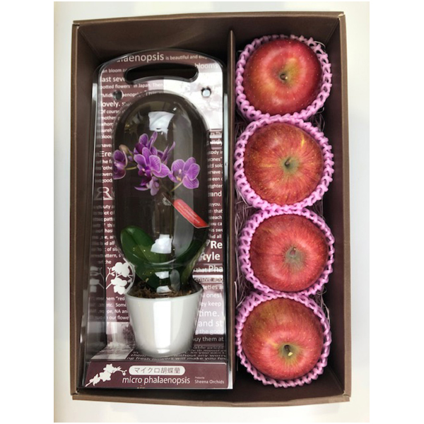 【母の日】 マイクロ胡蝶蘭と青森県産ふじセット【483902】 商品サムネイル