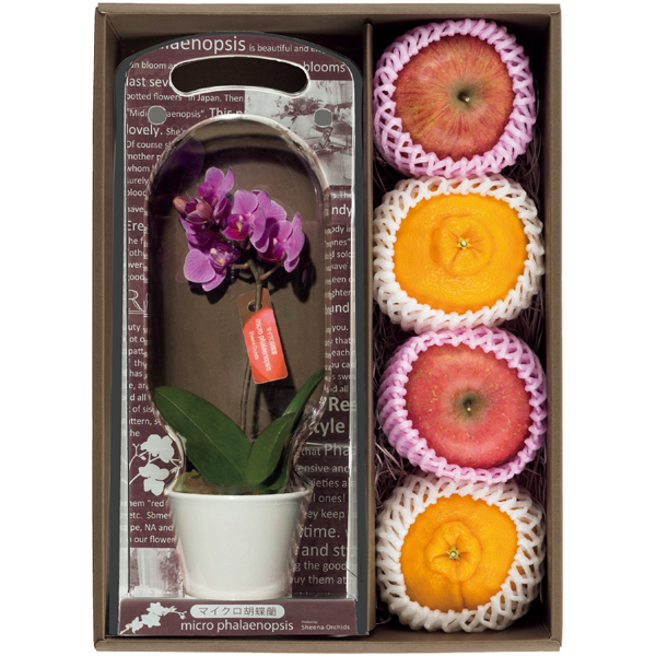 【母の日】 マイクロ胡蝶蘭と熊本県産デコポンセットと青森県産ふじセット【483887】 商品サムネイル