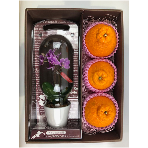 【母の日】 マイクロ胡蝶蘭と熊本県産デコポンセット【483878】 商品サムネイル