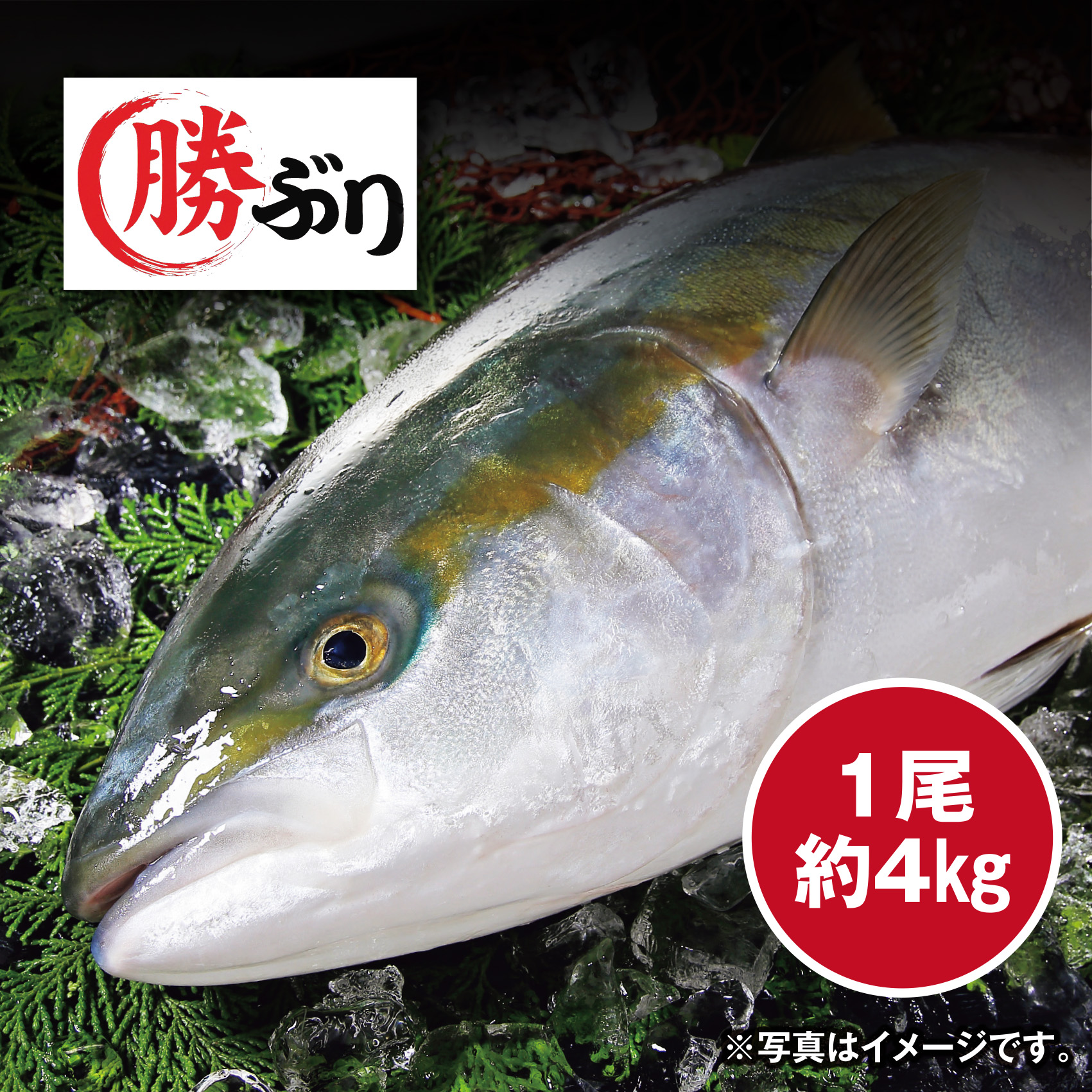 【頭つきで内蔵取り】[高知県産]勝ぶり(養殖) 約4kg 1尾【高知店舗】【572】 商品サムネイル