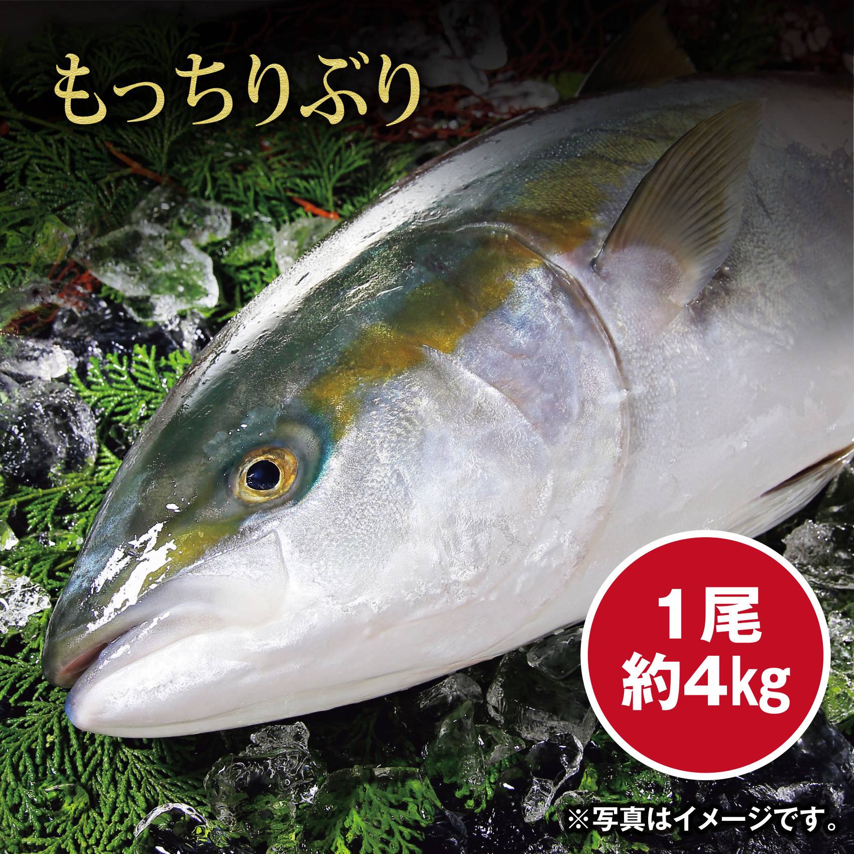 【調理なし】[愛媛県産]もっちりぶり(養殖) 約4kg 1尾【愛媛店舗】【551】 商品サムネイル