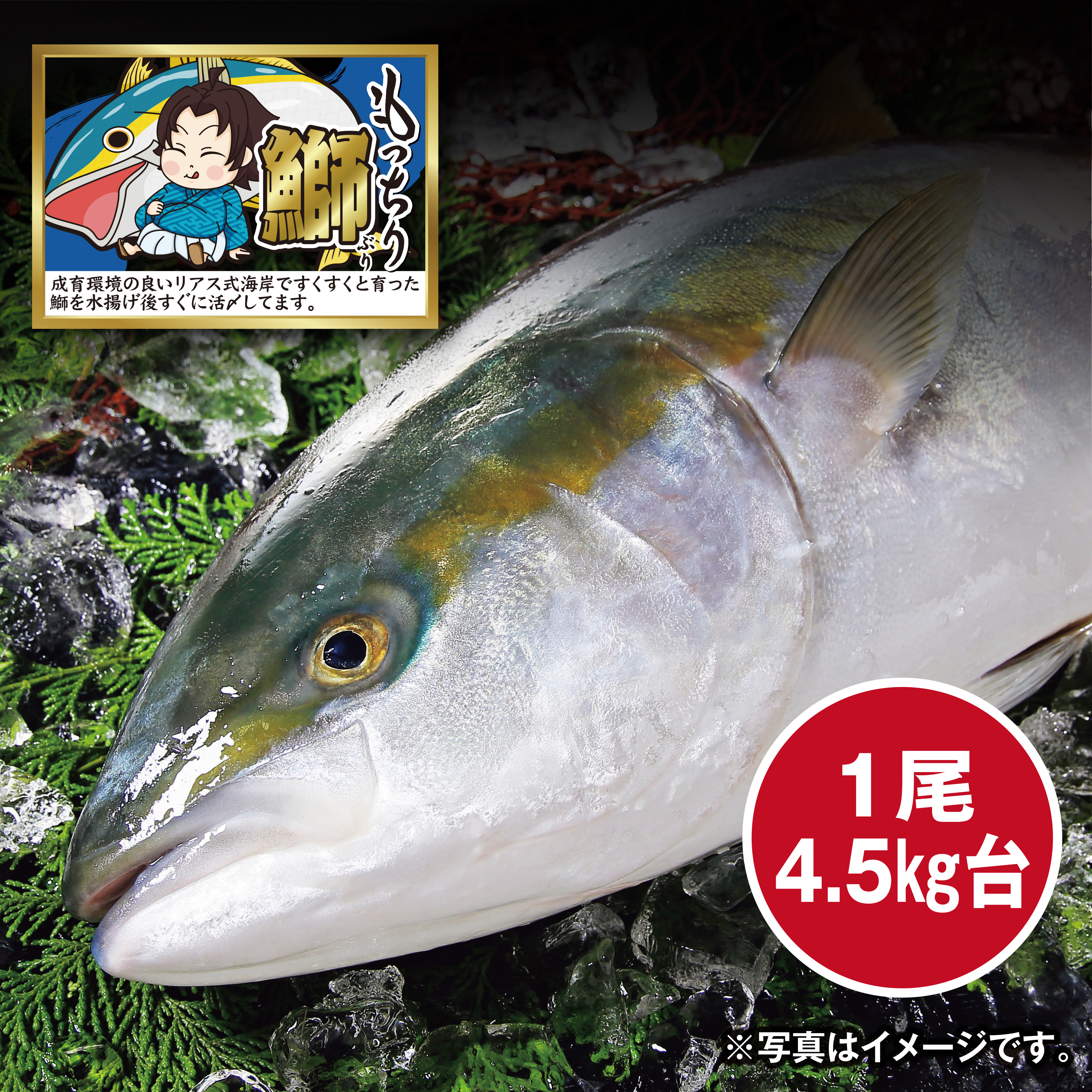 【調理なし】[愛媛県産]　もっちりぶり　活〆ぶり（養殖）　約4.5㎏　1尾【愛媛店舗】【551】 商品サムネイル