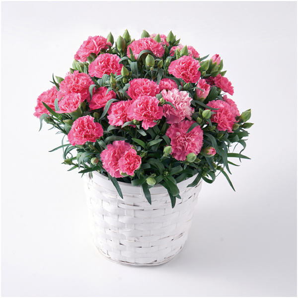 【母の日早得】ホシファーム カーネーション&焦がしキャラメルがしみ込んだバーム4個【484974】 商品画像(2)