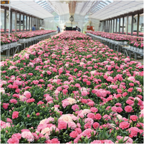 【母の日早得】ホシファーム カーネーション&焦がしキャラメルがしみ込んだバーム4個【484974】 商品画像(5)