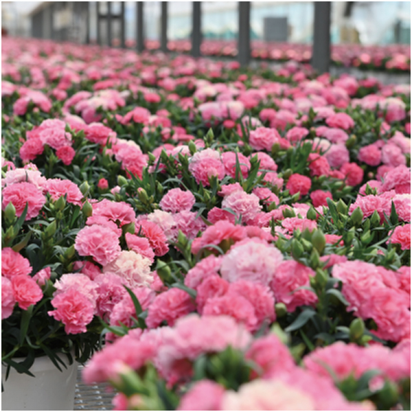 【母の日早得】ホシファーム カーネーション&焦がしキャラメルがしみ込んだバーム4個【484974】 商品画像(6)