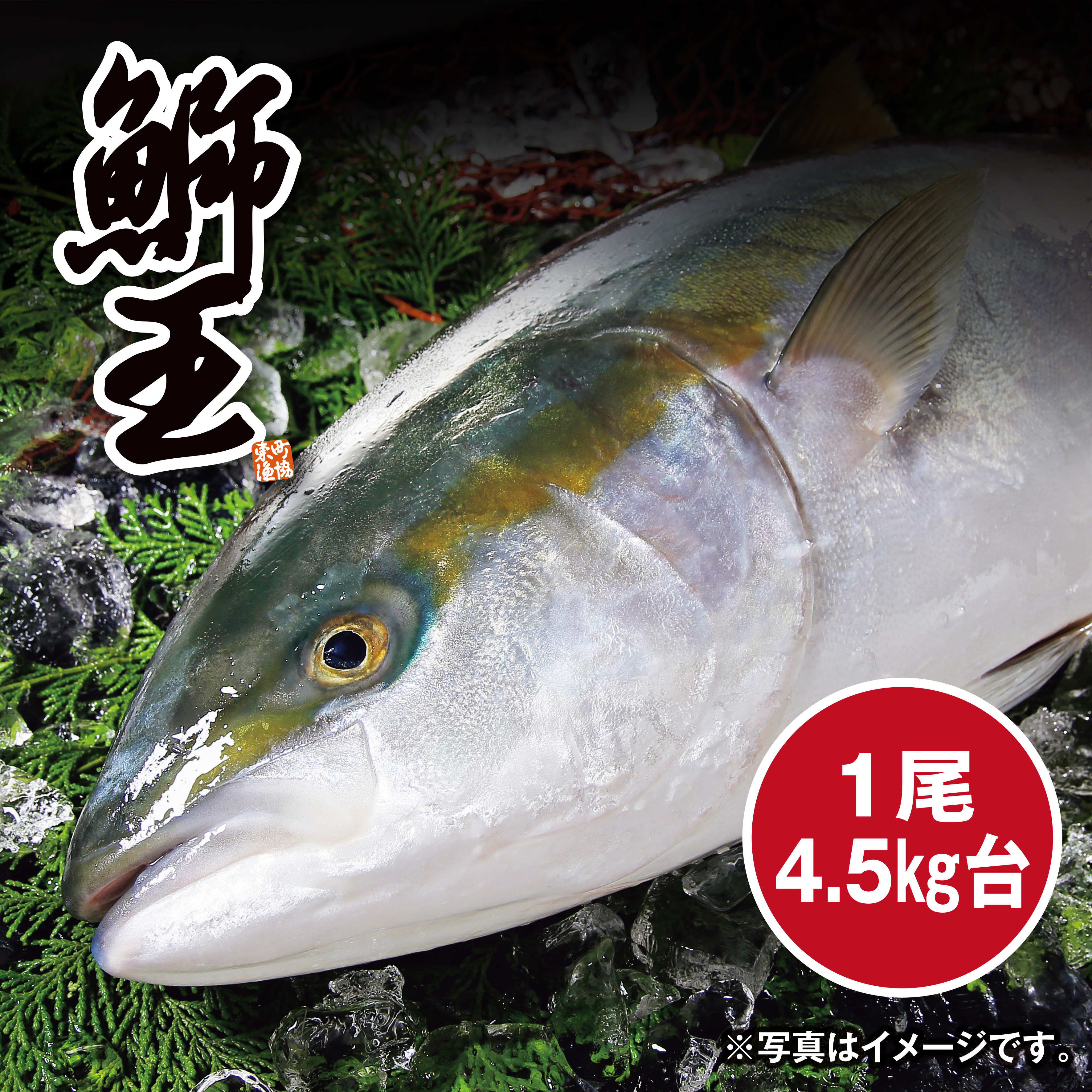 【調理なし】[鹿児島県産]　鰤王　活〆ぶり（養殖）　約4.5㎏　1尾【本土】【211】 商品サムネイル