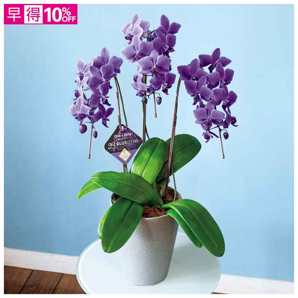 【母の日早得】石原産業 胡蝶蘭「BLUE GENE（ブルージーン）」3本立（SUSTEE付）【480905】 商品サムネイル
