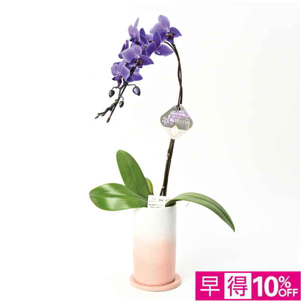 【母の日早得】石原産業 胡蝶蘭「BLUE GENE（ブルージーン）」（SUSTEE付）1本立ち【484530】 商品サムネイル