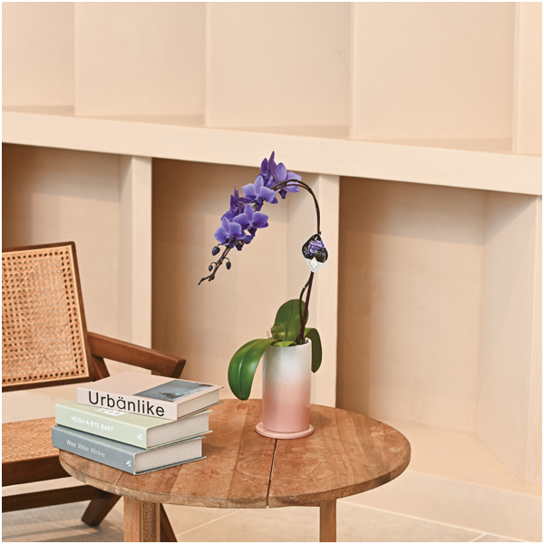 【母の日早得】石原産業 胡蝶蘭「BLUE GENE(ブルージーン)」(SUSTEE付)1本立ち【484530】 商品画像(1)