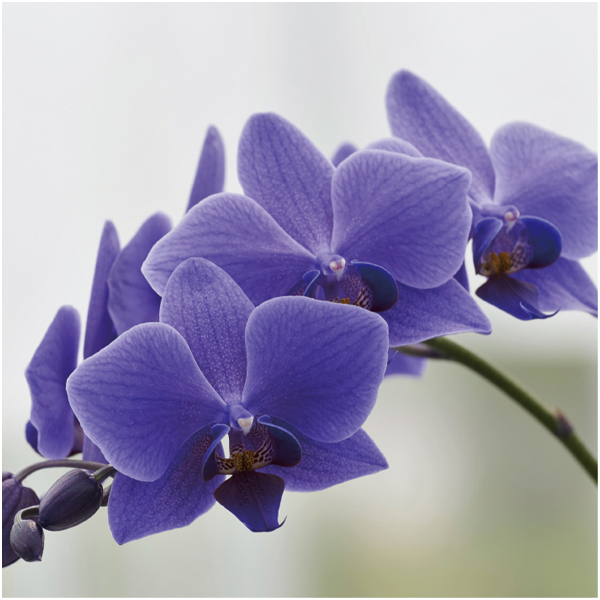 【母の日早得】石原産業 胡蝶蘭「BLUE GENE(ブルージーン)」(SUSTEE付)1本立ち【484530】 商品画像(2)